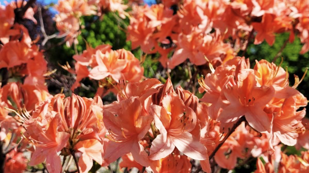 Orange-pink azaleas in a garden.