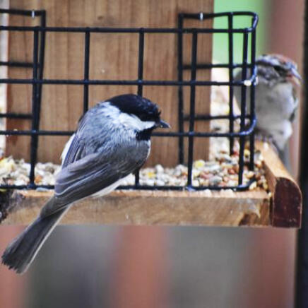 Provide a variety of food types to increase the number of species that will frequent your feeders.