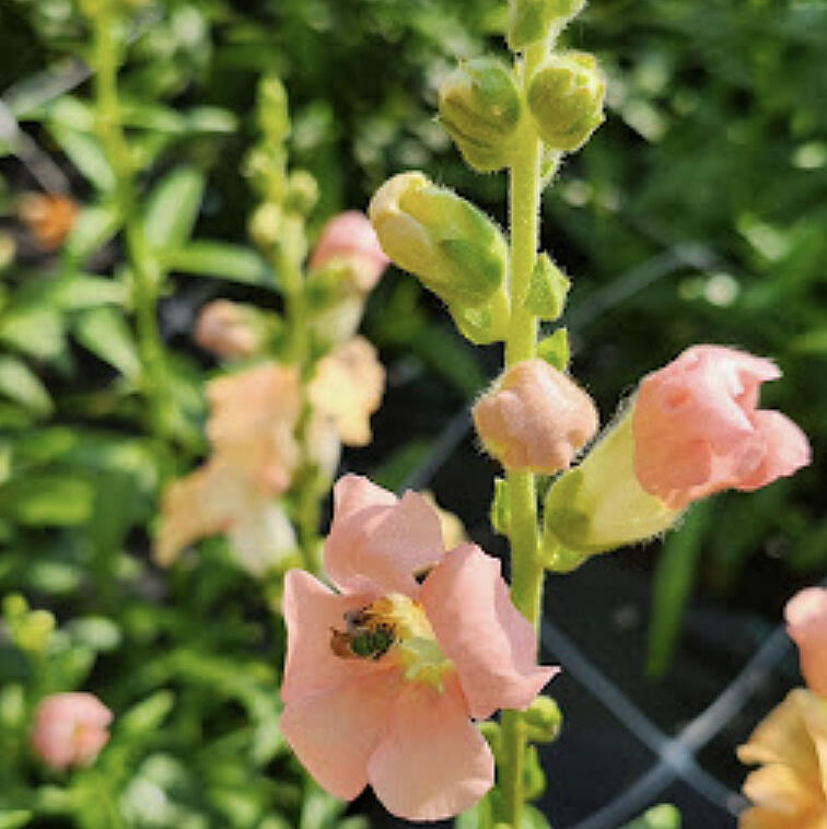 While growing cut flowers (flowers for bouquet use) brings curb appeal to any farm or garden, there is more to their beauty than meets the eye.