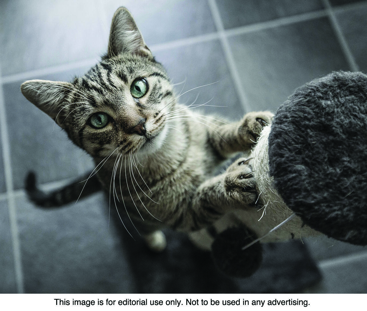 Here's how to recognize and address pets who may need some behavior redirection.