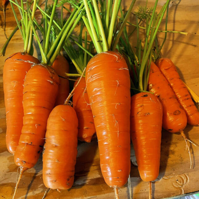 Master Gardeners conducted trials seeking the best varieties of mustard greens, sauce tomatoes, pink cleome, purple and red basil, small watermelons, green pole beans, red carrots and butter daisies.