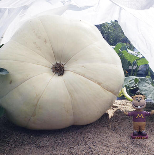 We've squashed some bugs and named the pumpkins.