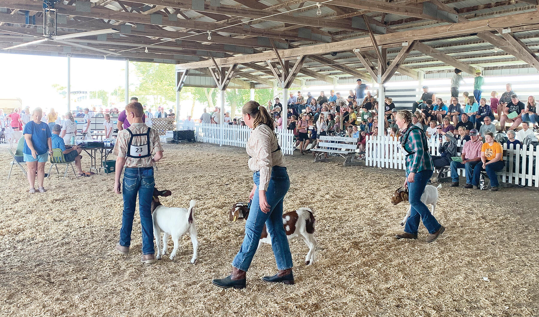 Handlers paraded goats in a circle during a judging competition as crowds gathered around the fence while others watched from the stands.