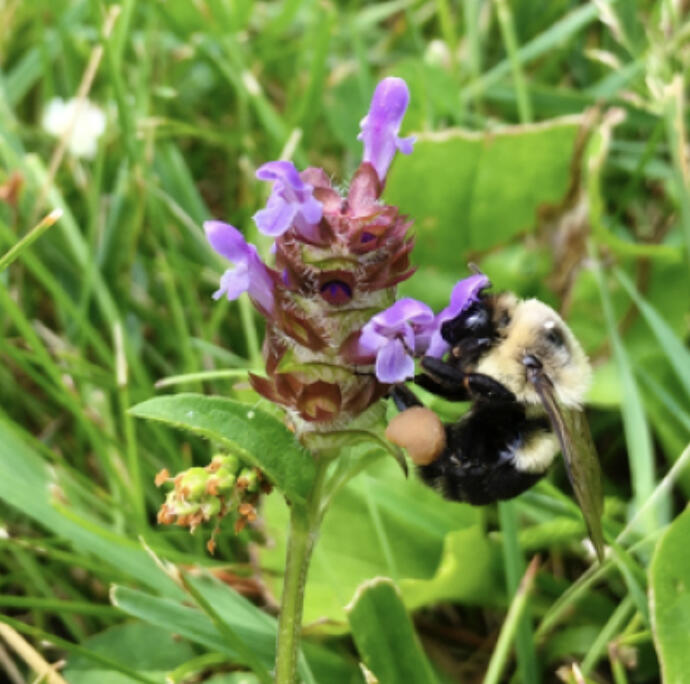 Bee lawns provide food and habitat for a wide variety of pollinators and are good for people, too. Learn how you can grow and maintain your own bee lawn with new resources from Extension.