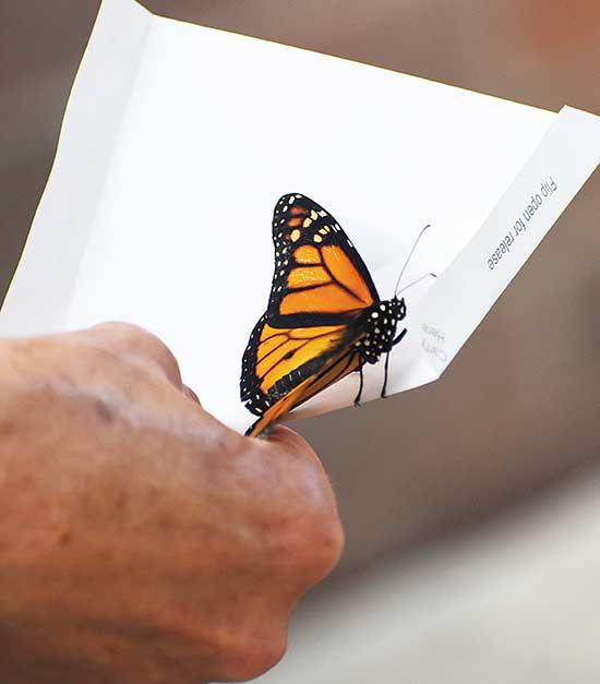 The butterflies are gently placed in paper envelopes for the release. Once opened, they fly away, returning to nature and offering a sense of peace for participants.