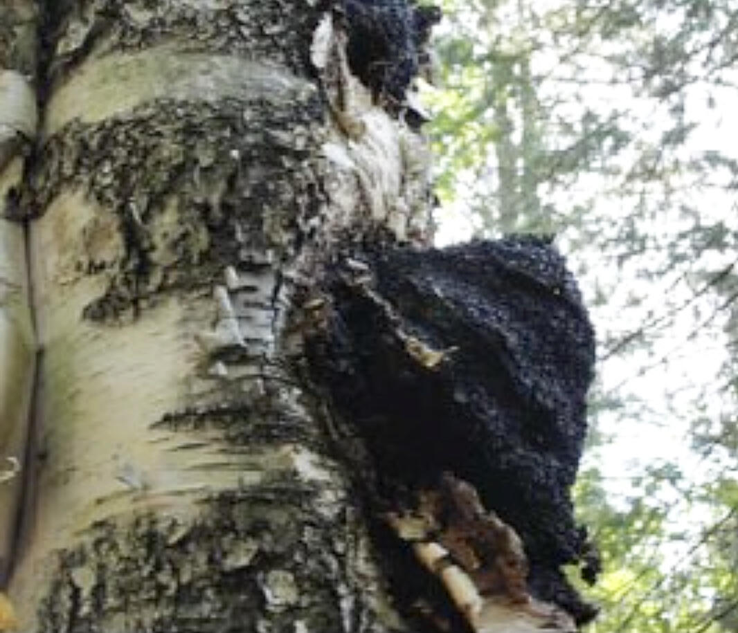 Chaga (also called the clinker polypore) is a popular folk remedy for various illnesses.