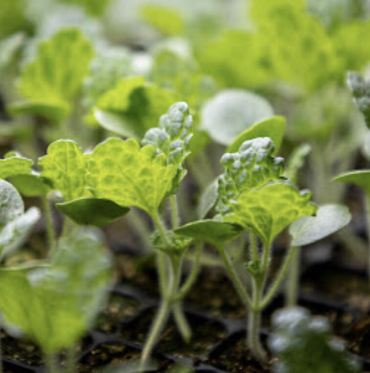 Extension has a new set of tools to help you plan just how many plants or beds you need to achieve your yield or market goals.