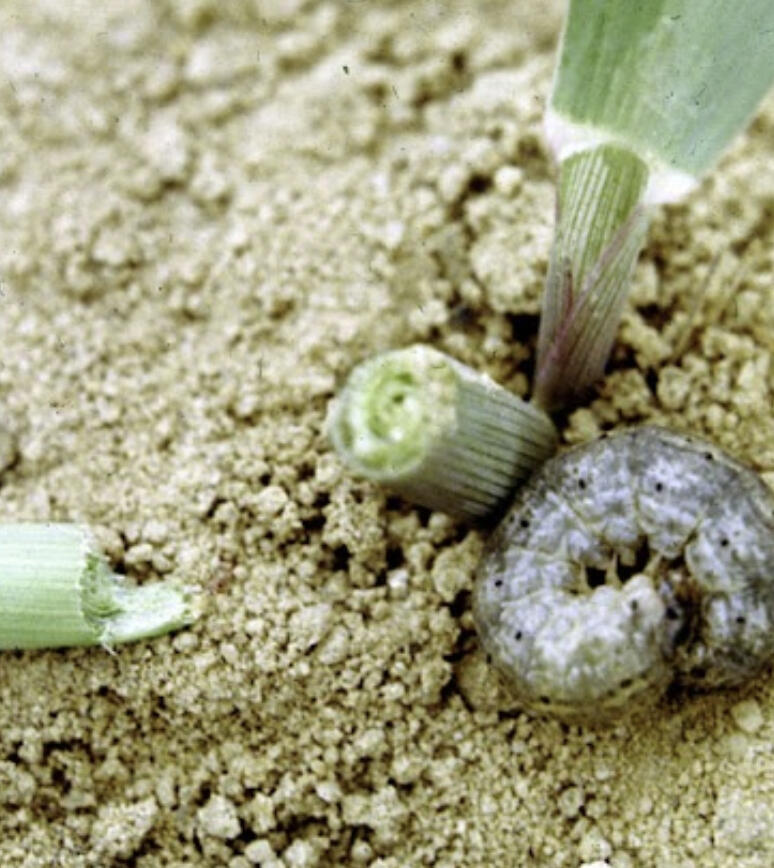 We often hear from growers in the summer about cutworm issues in high tunnel crops, oftentimes long after the damage has been done.