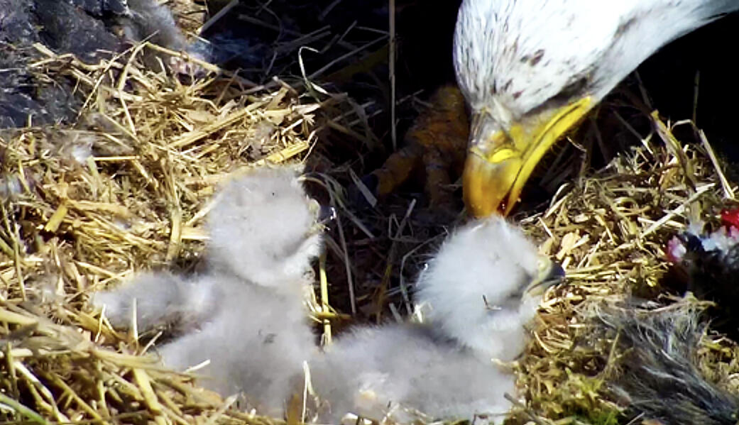 Visit the Department of Natural Resources Eagle Cam