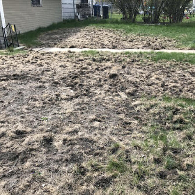 Grubs? Animals? What's causing this lawn to die?