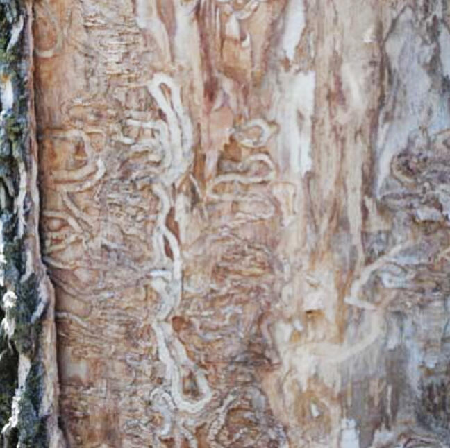 There’s a silver lining to this arctic blast: emerald ash borer (EAB) larvae overwintering in ash trees may die in high numbers.