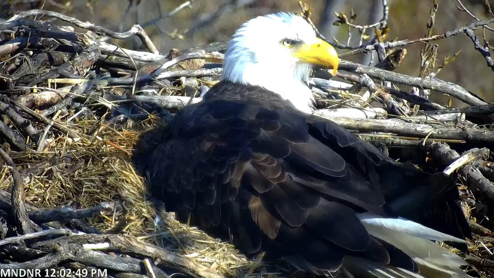 Visit the Department of Natural Resources Eagle Cam