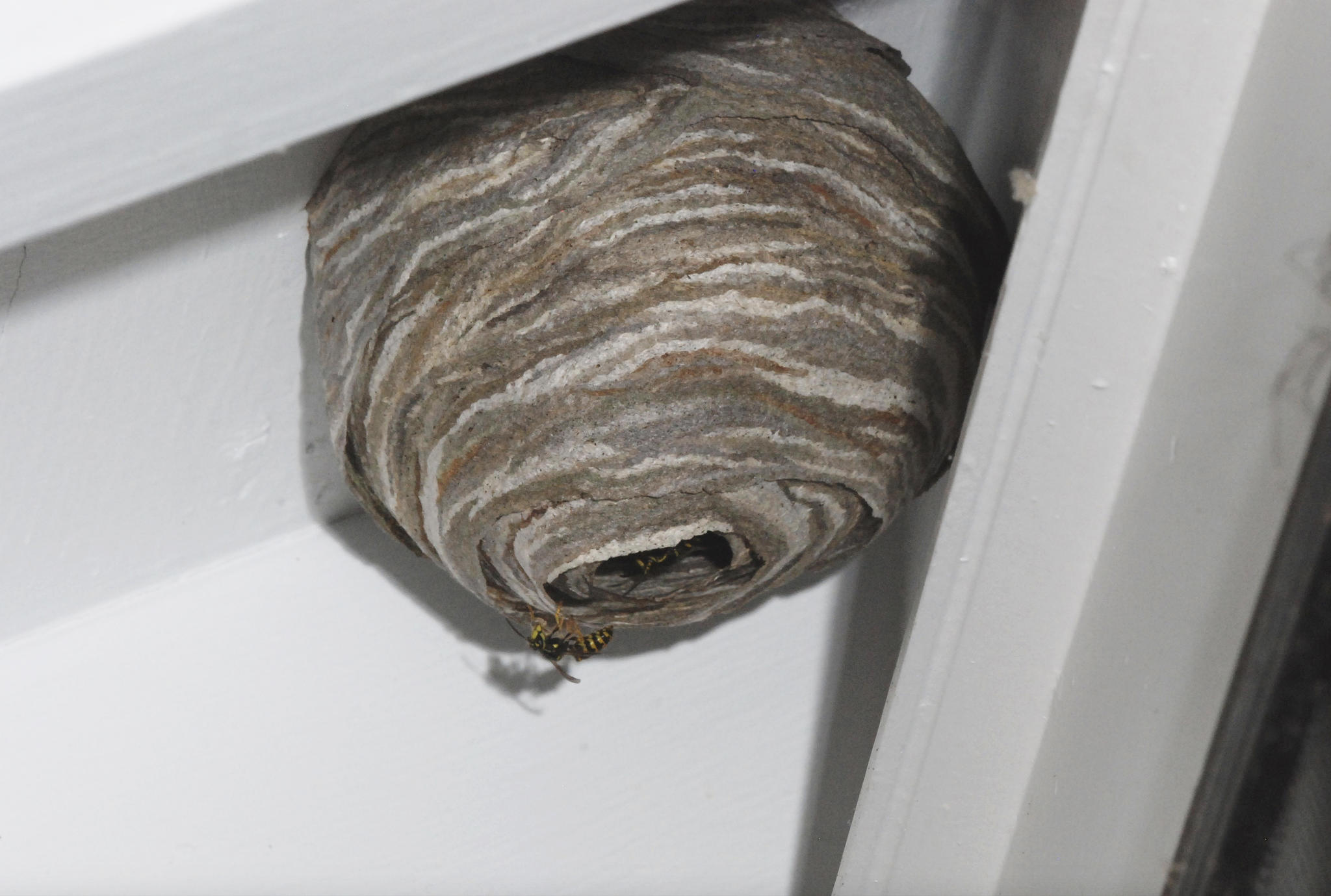 An exposed wasp nest can be easily seen.