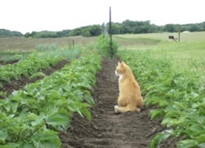 Cats are often welcome farm pets, but should not be allowed to roam in the growing area Image: Produce Safety Alliance