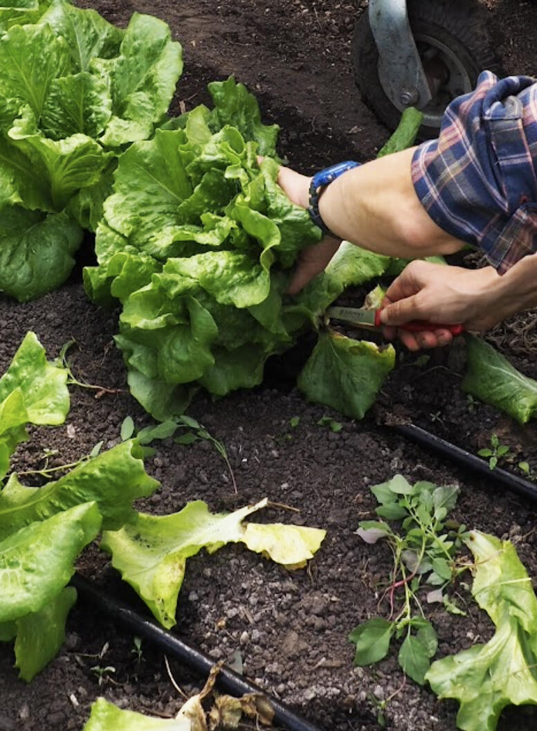 If you are selling your produce to a school, early care or other institution, you might be asked about your food safety practices.