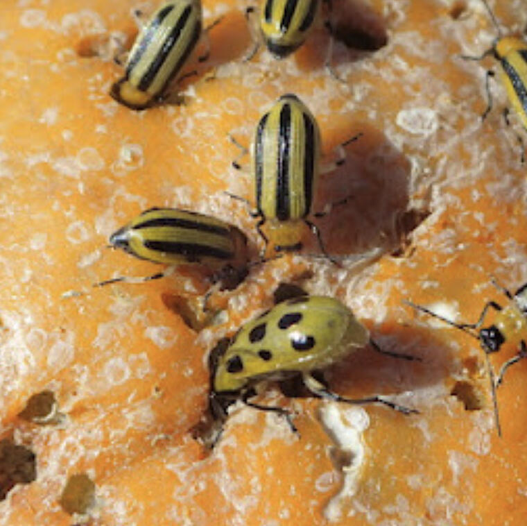 Flea beetles feeding on pumpkin fruit. Photo: Whitney Cranshaw, Colorado State University, Bugwood.org