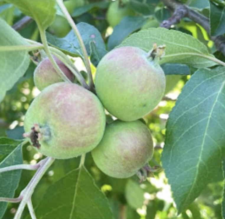 This fruit update contains information about… Apples - Growth stage, insect & disease management, and note about when to remove trunk shields/protectors. Grapes - Growth stage, information about the grape cultivar Brianna, disease management, and training new