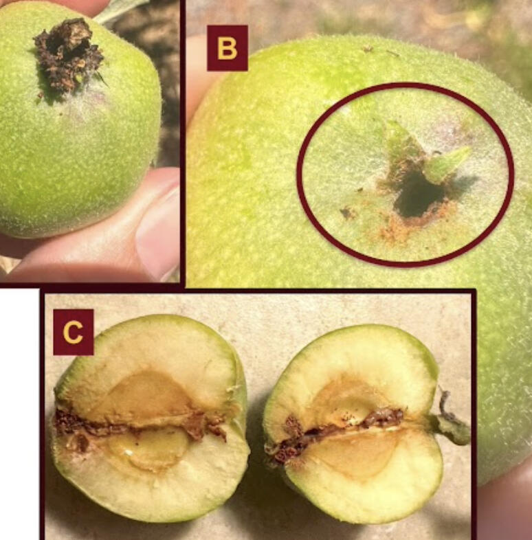 Heat advisory for Minnesota growers, Apples, Grapes, Kiwiberries