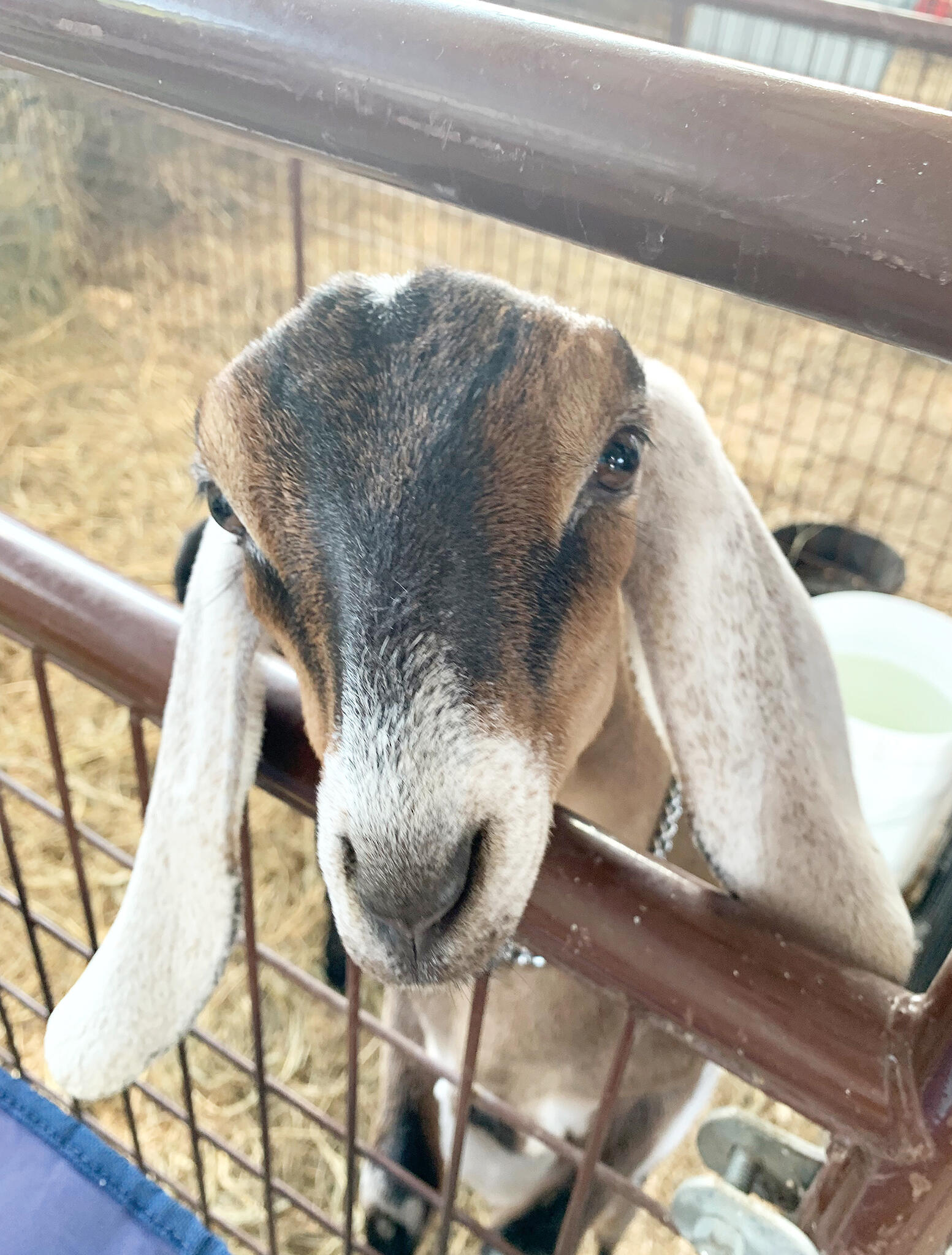 “Poppy” says hello.