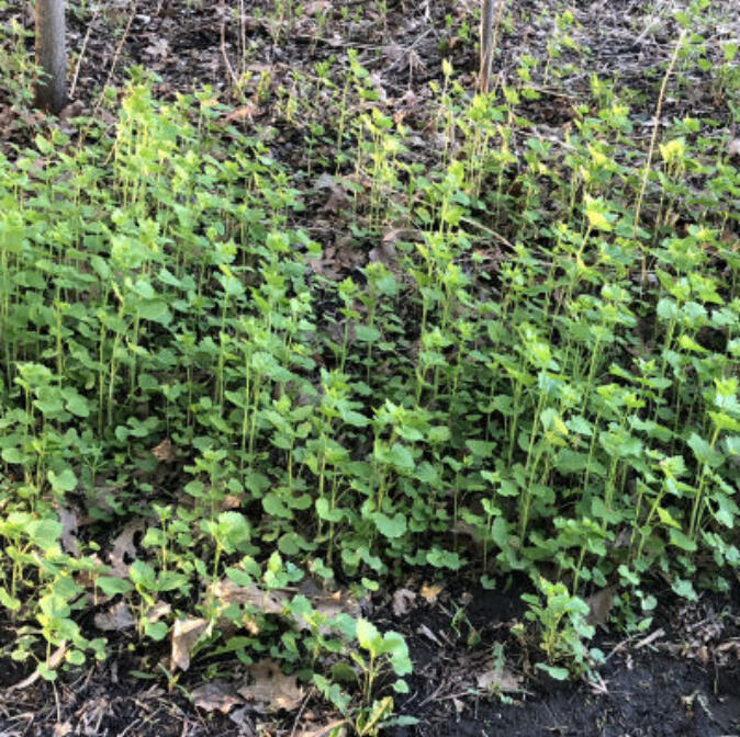 Garlic mustard is an invasive species in Minnesota, but there can be fun (and food!) when managing this pesky plant.