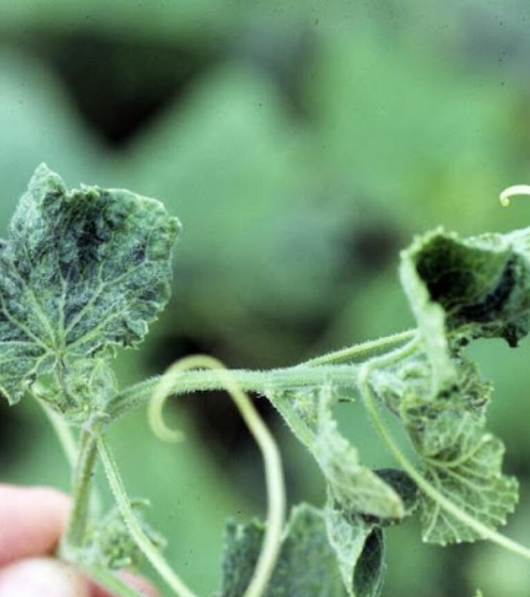 Are you a specialty crop farmer who has experienced herbicide drift, or who has questions about the process for reporting herbicide drift?