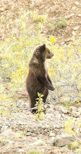 A young bear cub, which ran away from his mother, stands up to check on her whereabouts. She was only thirty yards away, leaving her scent on an old tree root. (Photo by Stan Tekiela)