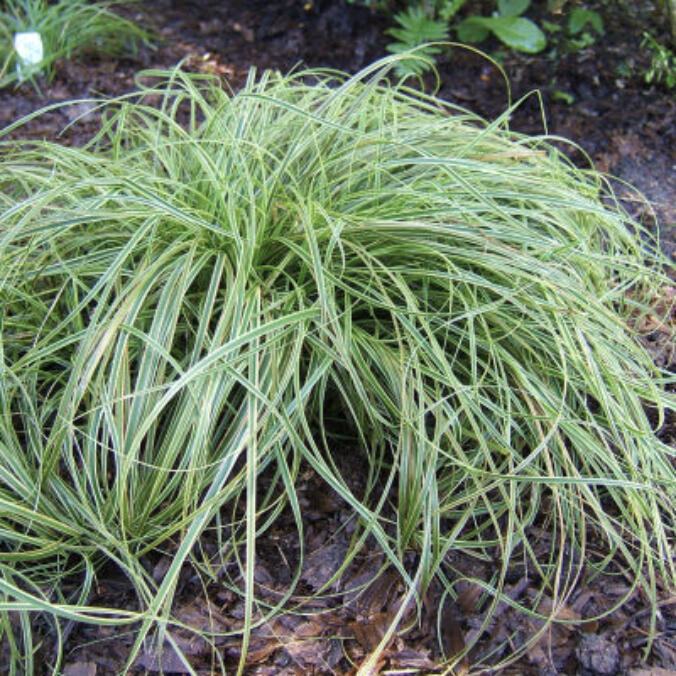 Ground covers can cover an area of your yard or garden for one season, a few seasons, or many years. They reduce weed pressure and add beauty, and also enhance soil health, provide food and habitat for pollinators, and reduce soil erosion.