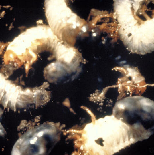Now that most Minnesotans can see their lawns again after a record-breaking winter, some aren’t too happy with what the melt has revealed. In the metro especially, people are noticing big, juicy white grubs feeding on their lawns.