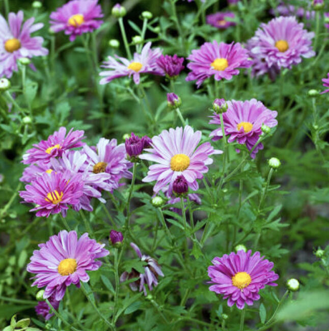 Perennial chrysanthemums add color to your garden through the fall until the snow flies.