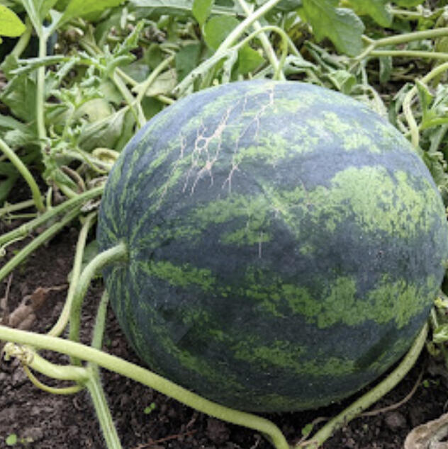 Melons are one of the trickiest plants to grow, because the guidelines around harvest are confusing and often contradictory.