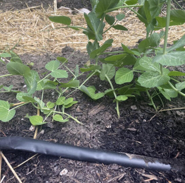 Meteorologists are predicting that we’ll continue to see above-average temperatures for the remainder of the summer. What does this mean for how we manage our gardens?