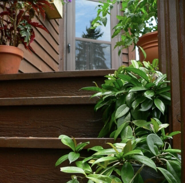 It is time to bring in the houseplants you have kept outside this summer. Here's what to do before you bring them back indoors.