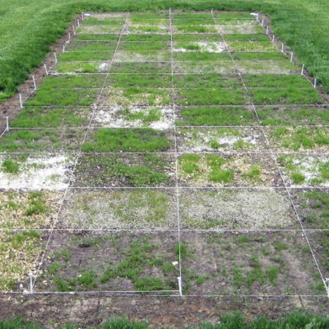 We often see dead patches or bare spots as the snow disappears and lawns green up. This can be caused by a number of winter stresses. Here are some things to consider when choosing products or DIY approaches to patching these areas.