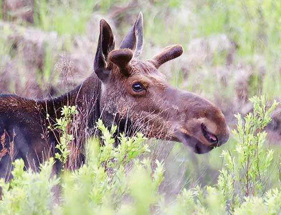 A young bull moose along the Gunflint Trail.