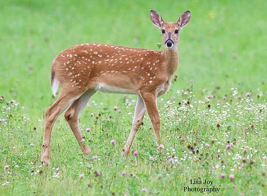 A young fawn in a clover meadow in Two Harbors, Minnesota.