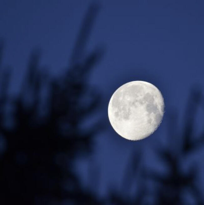 Taking a walk in the woods on a moonlit, snowy night is a magical experience.