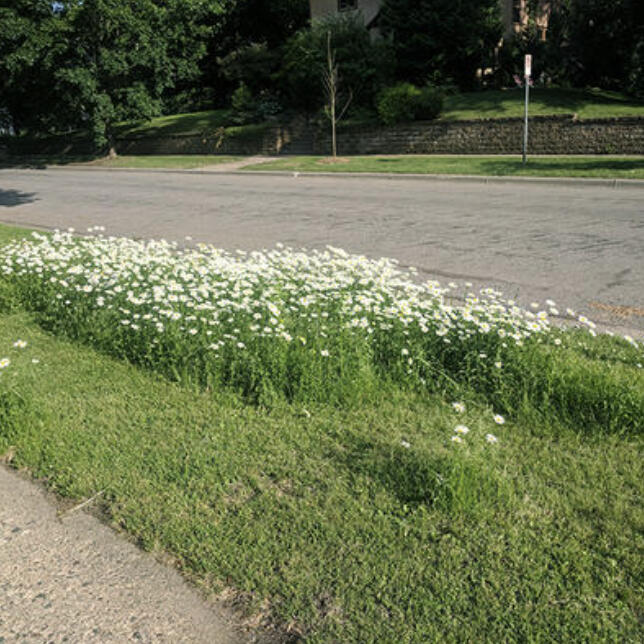 "No Mow May" might help pollinators, but can cause problems down the line for your lawn. You can still help both.