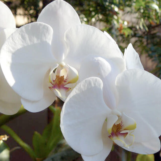Giving a flowering indoor plant or cut flowers is a great way to tell people how much they mean to you on Valentine's Day.
