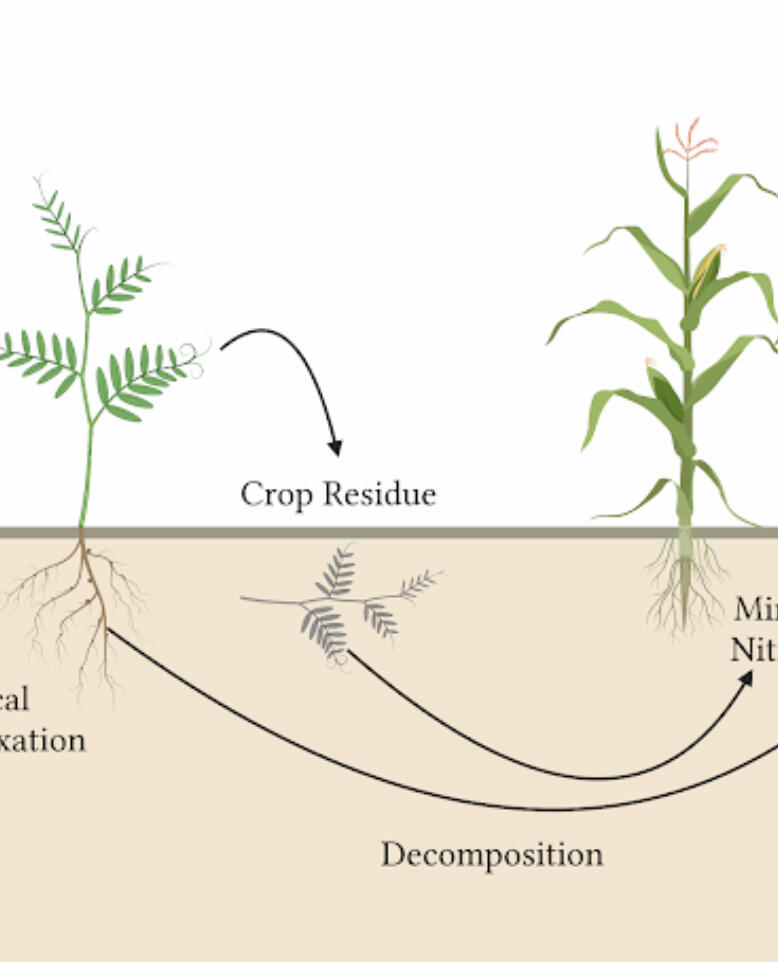 Rhizobia inoculation can ensure that you are getting as much nitrogen as possible from your legumes.