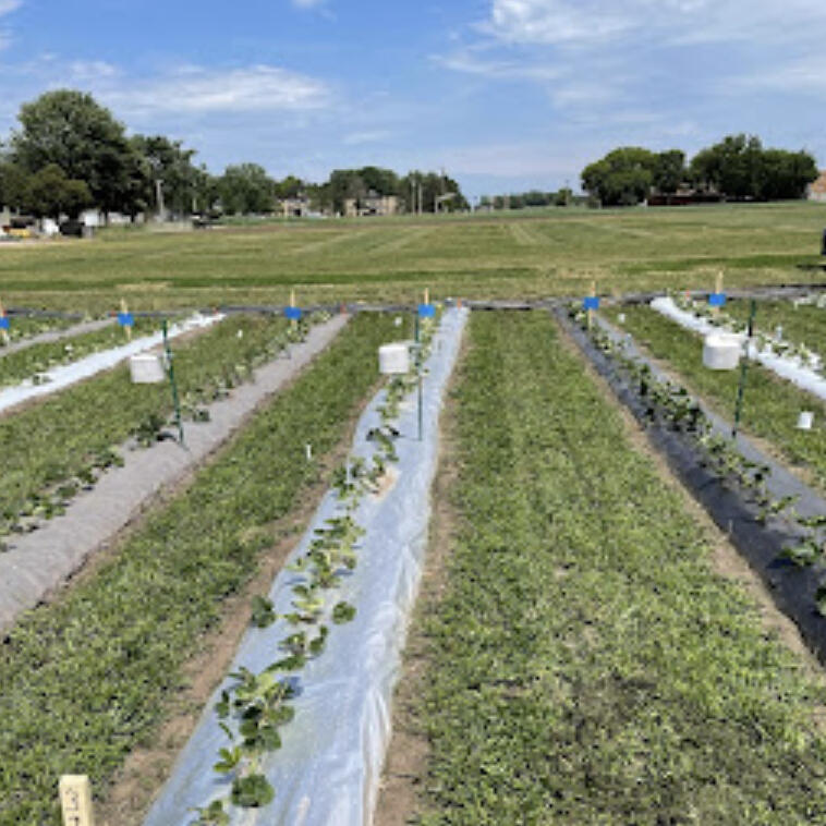 Organic day‑neutral (DN) strawberries continue to gain interest across Minnesota and Wisconsin thanks to their long harvest window and strong local demand.