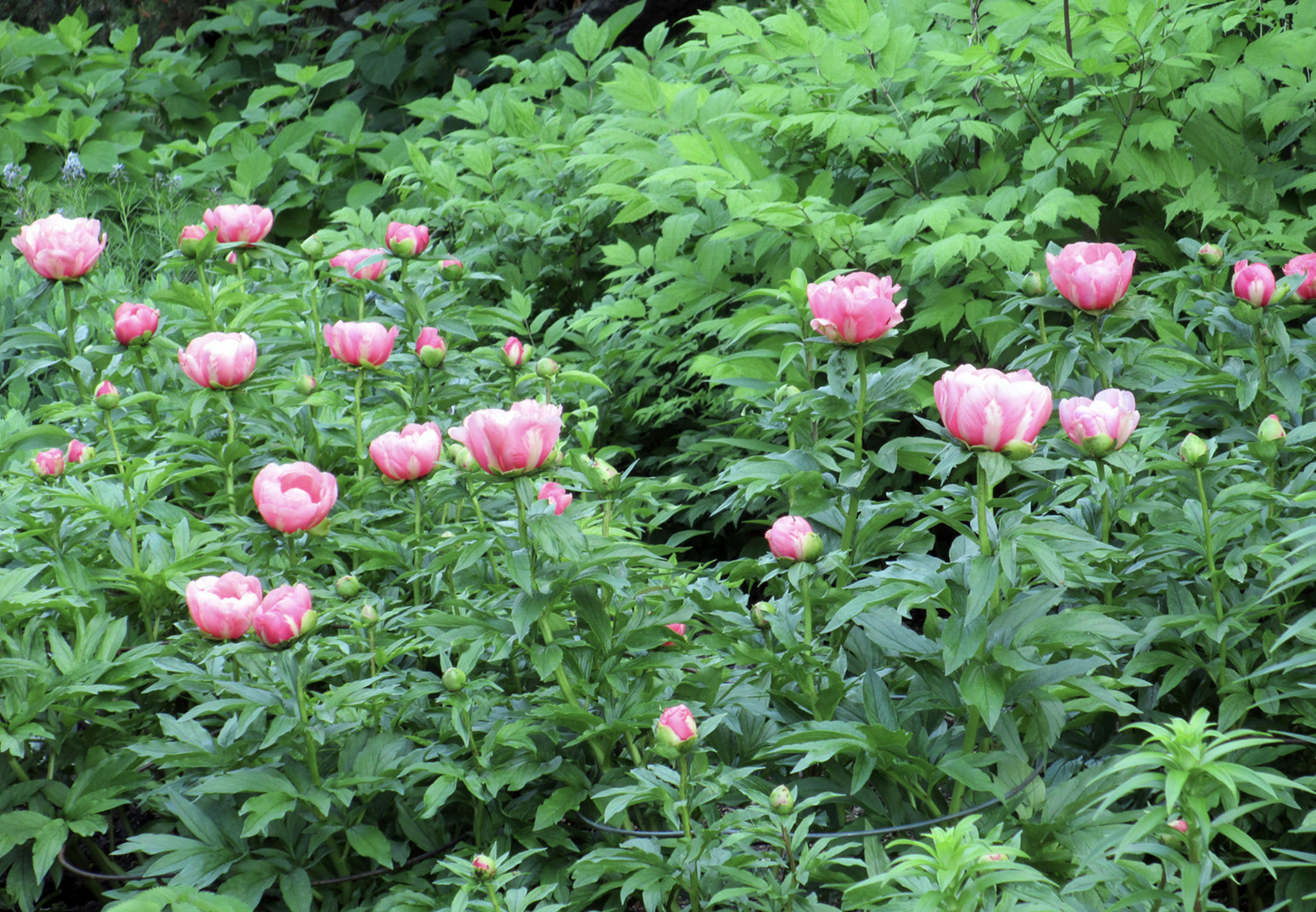 Peonies