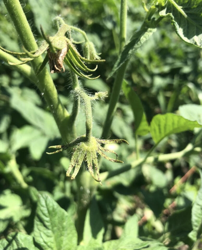 Our biweekly crop by crop prep series wraps up with some sweet and spicy pepper information. Temperamental with temperatures Peppers are notoriously picky plants.