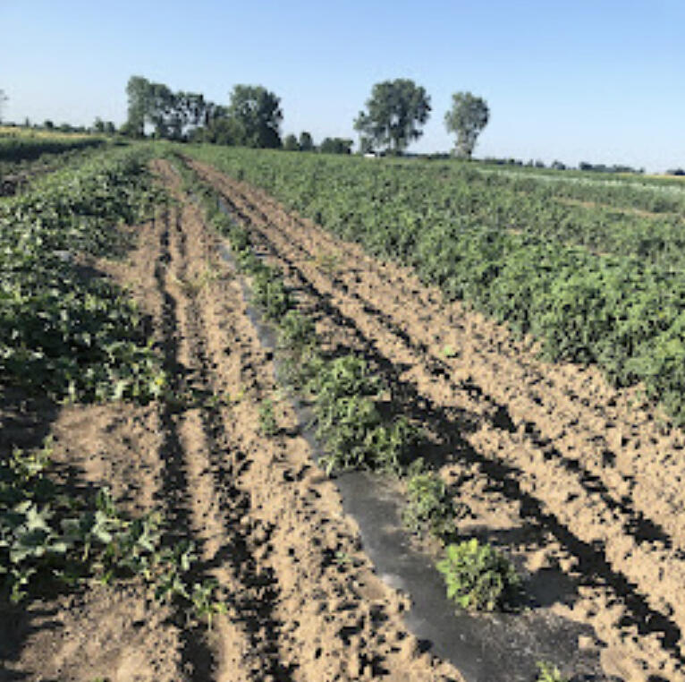 Many commonly grown Minnesota vegetables can be infected by plant viruses. With their limited means of prevention and no control options post-infection, these diseases can be devastating.
