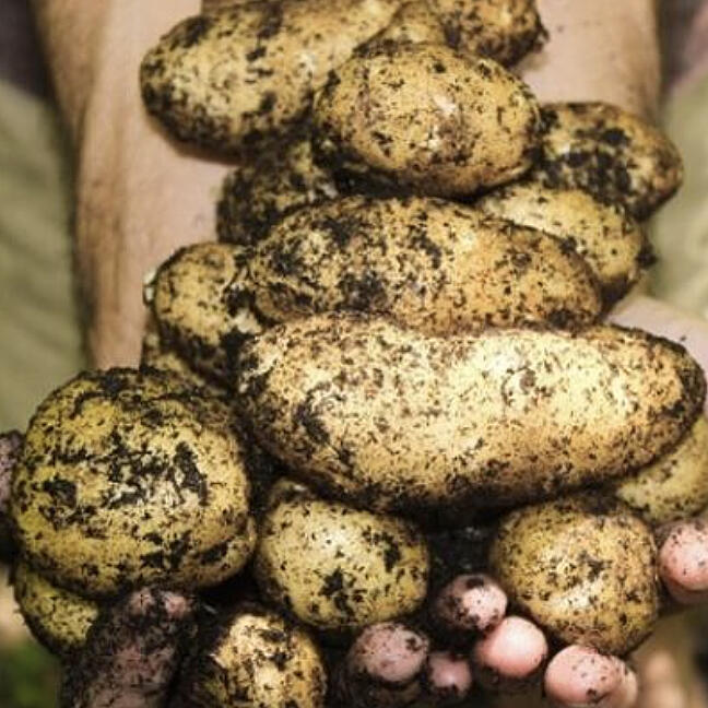 Seed potatoes are now available for purchase in area stores. Even if your garden is still a soggy mess, you can grab a bag of seed potatoes and start planning your garden.