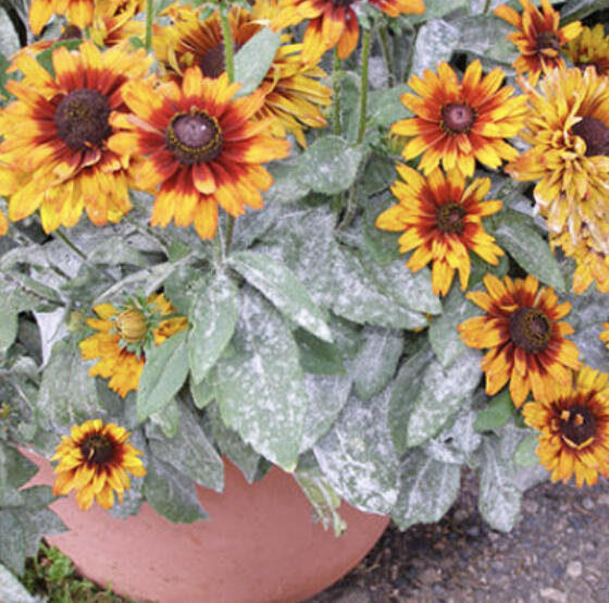 This year's dry growing season has given powdery mildew the perfect conditions for taking over the garden.