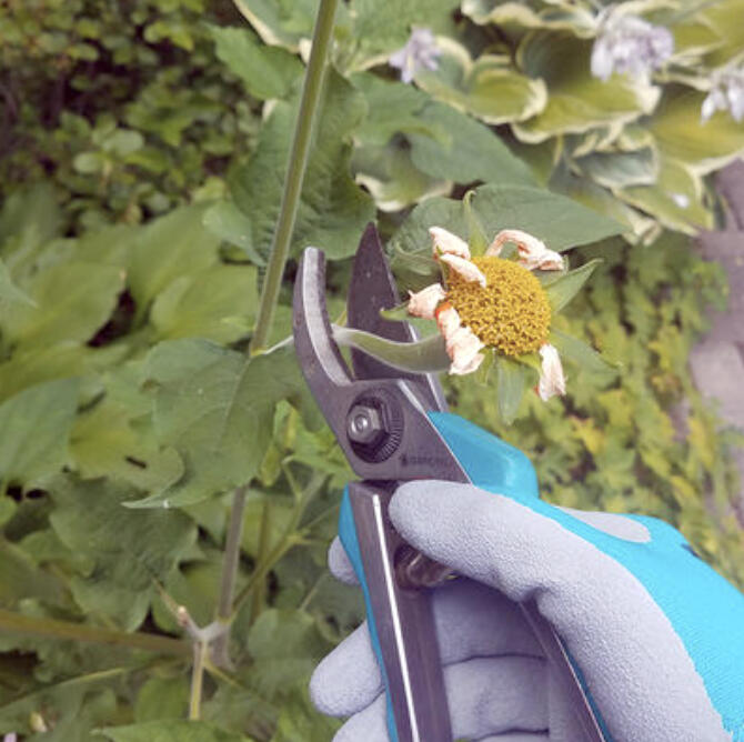 Help the green industry better understand your unique needs as a Minnesota gardener and get a chance to win a $100 gift card for a local Minnesota garden center.