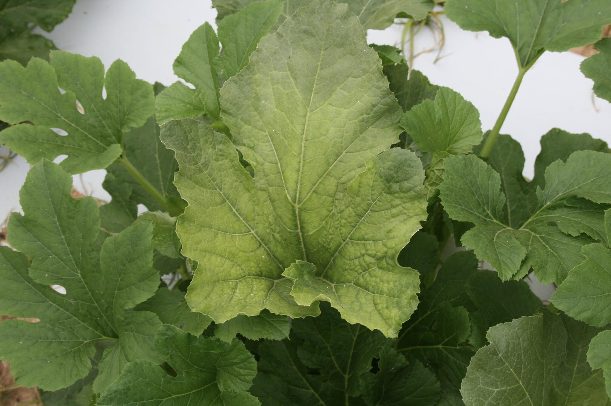 Pumpkin Leaf