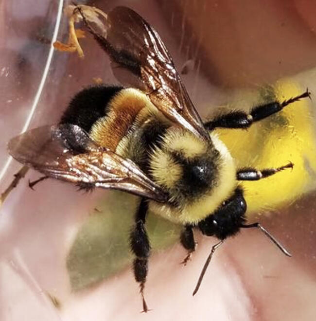 Keep your eye out for the rusty patched bumble bee. They disappeared for a while, but are being found again around urban centers in the Midwest, including the Twin Cities.