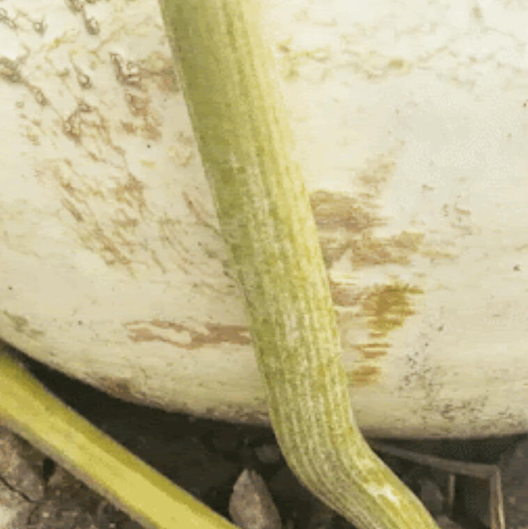 It's hard out here for a plant. Gif: Marissa Schuh, University of Minnesota Extension.