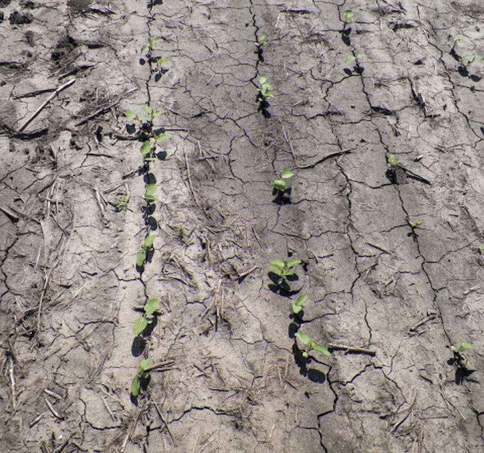 Crusting often leads to uneven emergence Photo: Angie Peltier
